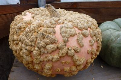 Then i made the mistake of plabting mint. My Home and Garden: Squash / Pumpkin / Cucumber ...