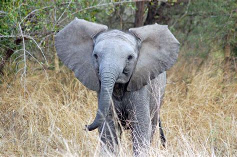 Animals Plants Rainforest Baby Elephant Pictures Weight