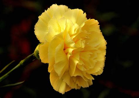 Yellow Carnation Flower Photograph By Johnson Moya