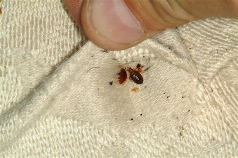 Female Bed Bugs Control Their Immune Systems Ahead Of Mating To Prevent
