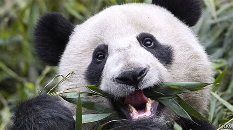 Panda Poo Worlds Most Expensive Tea Panda Expensive Panda Bear
