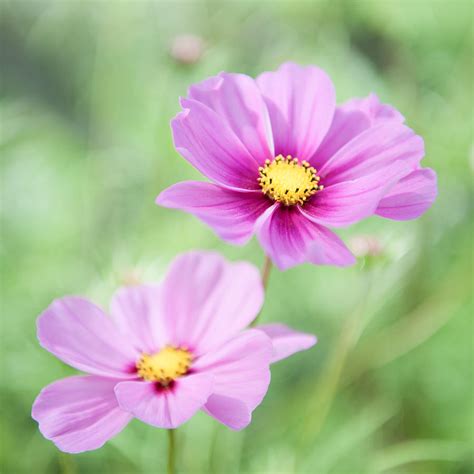 Two Purple Cosmos Flowers Photograph By Helen Northcott