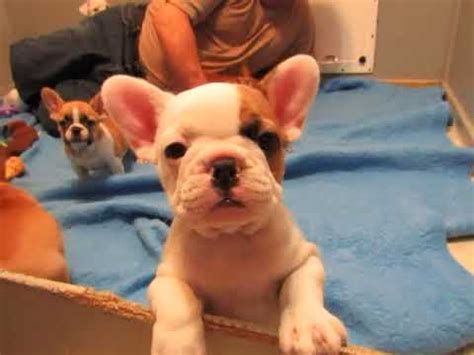 If you need a reputable french bulldog breeder, you've come to the right website. Sophie Pups - French Bulldog Puppies ~ Oregon French ...