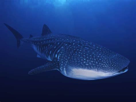 Whale Shark Facts And Information Divezone