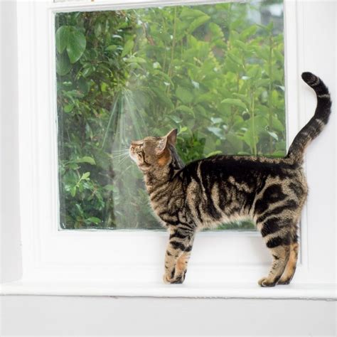 Meet Sophie Lilys Favourite Neighbourhood Cat A Beautiful Tabby Who