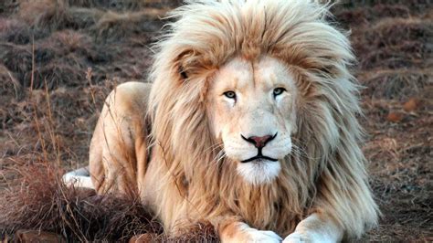 See more ideas about curly hair styles, natural hair styles, big hair. King Lion Shows Off All Its Beauty - YouTube