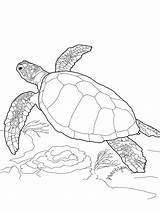 Turtle Realistic Template Coloring Pages Turtles sketch template