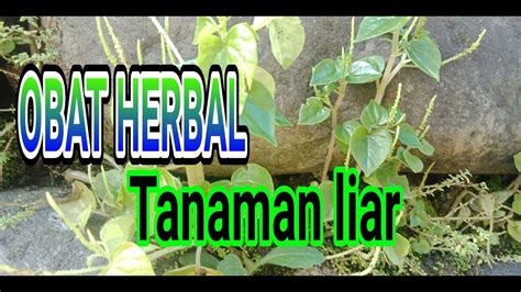 tanaman liar yang banyak manfaat dan berkhasiat sebagai obat herbal youtube