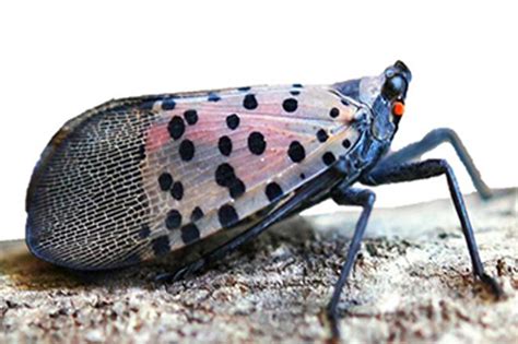 Crop-destroying spotted lanternfly, first discovered in Pa., now in N.J.