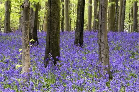 Vibrant Bluebell Carpet Spring Forest Landscape Photographic Print