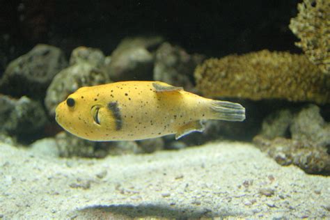 Free Yellow Fish Stock Photo