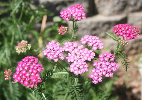 Keeps writings and meetings secret, therefore is an excellent herb for the book of shadows. Growing Yarrow - Parsley Post