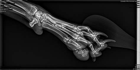 X Rays On Dogs Paw Revealed Abnormal Bone Infection Dog Forum