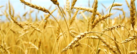 Wheat, sugar and more on the u.s. Agriculture | Cargill New Zealand
