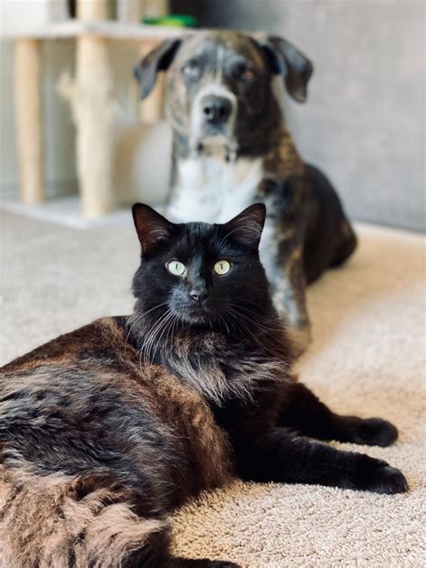 Automated dna isolation workflows remove manual steps, reduce overall processing time, and help enable the consistent extraction and purification of dna fast procedure allows for 96 samples to be processed in <30 min. Parvovirus | The Pet Doctors of Sherman Oaks
