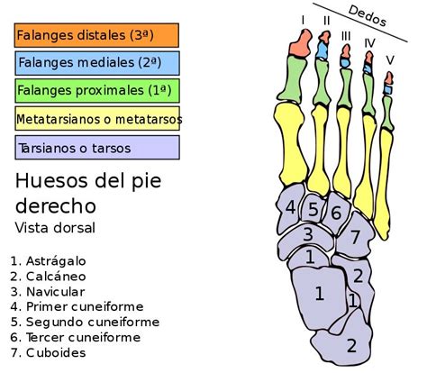 Dedos Del Pie Wikipedia La Enciclopedia Libre Huesos Anatomia