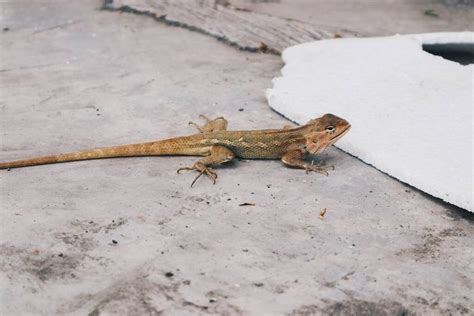 How To Get Rid Of House Lizards Cleanipedia