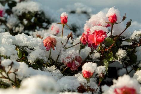 The First Snow Covered Blooming Roses Stock Photo Image Of Winter