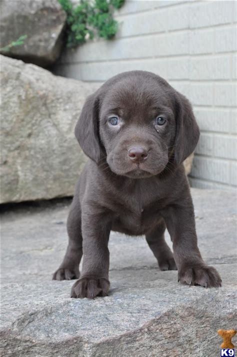 We did not find results for: Golden Retriever Lab Mix Puppies For Sale In Ohio