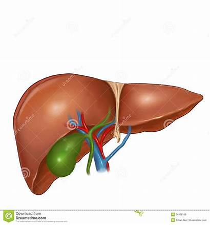 Liver Anatomy Human Illustration Royalty Pancreas Gall