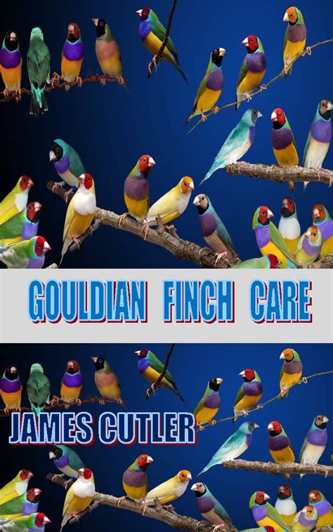 Gouldian Finch Care Everything About The Gouldian Finch Care Guides