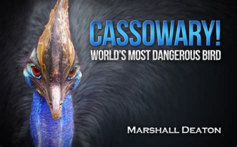 Cassowary World’s Most Dangerous Bird A Photos And Facts Book About The Cassowary Bird For