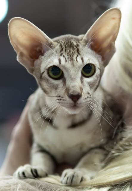The oriental is a slim, athletic and stylish cat, which owes its gracefulness and intelligence to its immediate forebear, the siamese. Kucing bulu pendek oriental - Wikipedia bahasa Indonesia ...