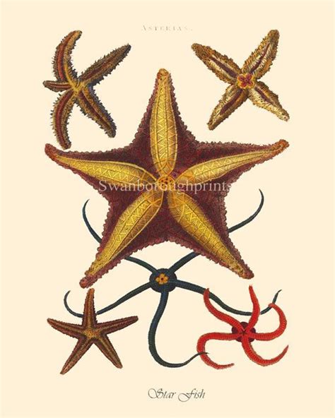 Blue Starfish Print From My Original By Swanboroughprints On Etsy 15
