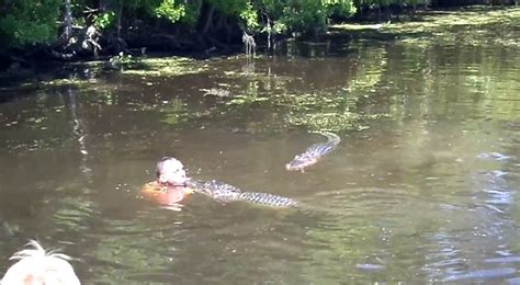 Louisiana Swamp Tour Guide Feeds Alligators With His Mouth