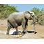 Botswana Elephant Hunt Canada  Journal Of African Elephants