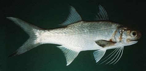 Threadfin Striped Ikijime