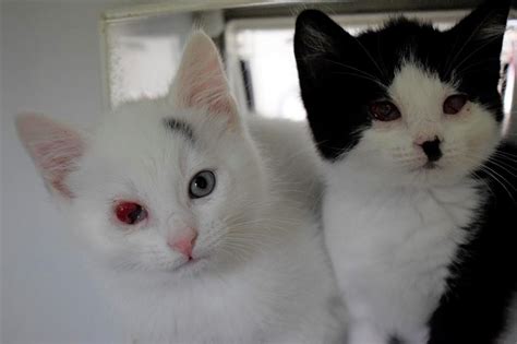 Check spelling or type a new query. Cats Protection Bridgend is fundraising for Cats Protection