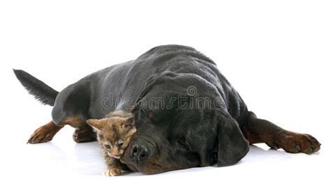 Rottweiler And Cat Stock Image Image Of Rottweiler Love 26912879