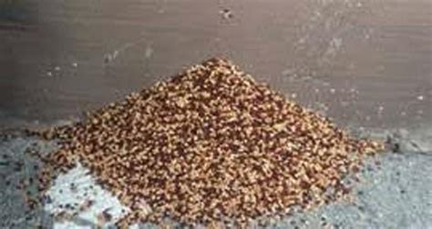 Drywood Termite Droppings Drywood Page Photo Gallery Life Pest