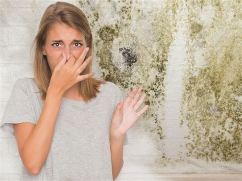 Check spelling or type a new query. Mold Removal Services for Cincinnati, Dayton and ...
