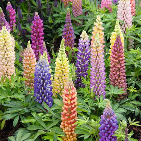 Russell Lupine Seeds Flower Seeds In Packets And Bulk Eden Brothers