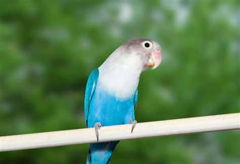 Vögel in der nähe beobachten, an einer bundesweiten aktion teilnehmen und dabei tolle preise mit der schrittweisen gestaltung ihres gartens haben sie es in der hand, vögeln und vielen weiteren. Vogelarten: Die Agapornis » Tierheilkunde