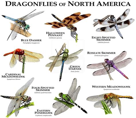 Dragonflies Of North America Poster Print Etsy