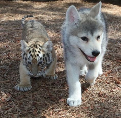 Tiger Puppy And Dog Puppy Takin A Stroll Baby Animals Pictures