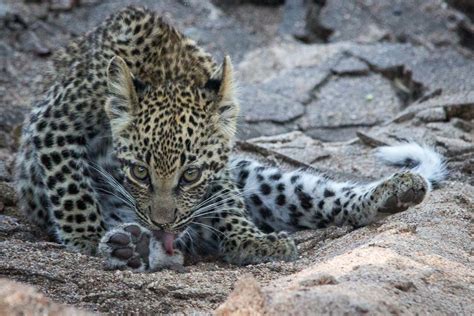 Leopard Cub While On Sabi Sabi Safari Sabi Sabi Private Game Reserve Blog