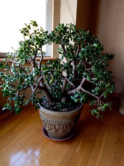 They need to be placed somewhere they can get enough sunlight and to be watered when the soil is completely dry. Fast Feng Shui With Succulents For Prosperity! | The Tao ...