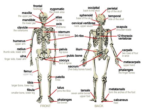 Bones Of The Body Body Bones Human Body Bones Human Body Systems