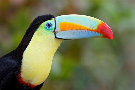 10 Unique Animals Of The Amazon River Basin