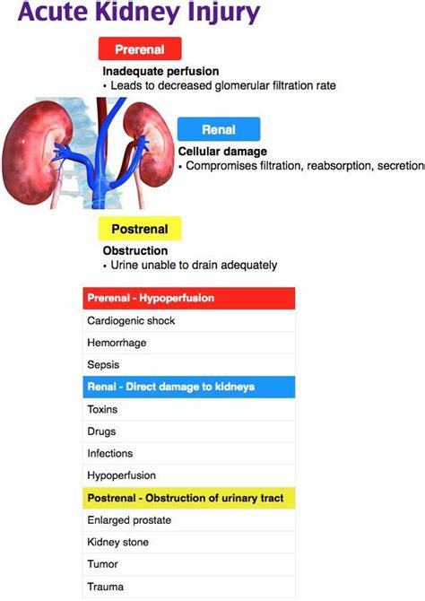 Once the etiology of renal failure is determined. Acute Kidney Injury (Prerenal, Intrinsic, Postrenal ...