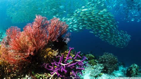 Tropical Fish Coral Ocean Bottom Hd Wallpapers