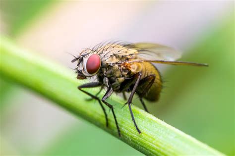 Where Are All These Flies Coming From Griffin Pest Solutions
