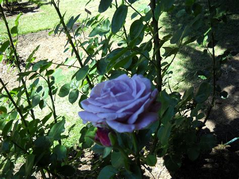 Portland Oregon Rose Garden. A Genuine blue rose! | Blue rose, Rose, Rose garden