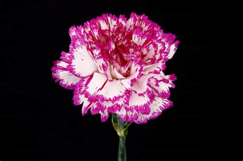 Learn why you should select carnations as mother's day flowers. Symbolic Meanings of Flowers That You've Been Wanting to ...