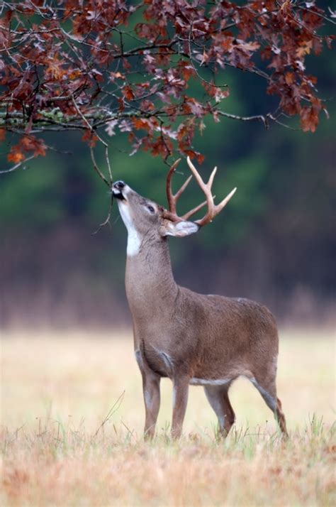 51 Top Facts About White Tailed Deer The Fact File