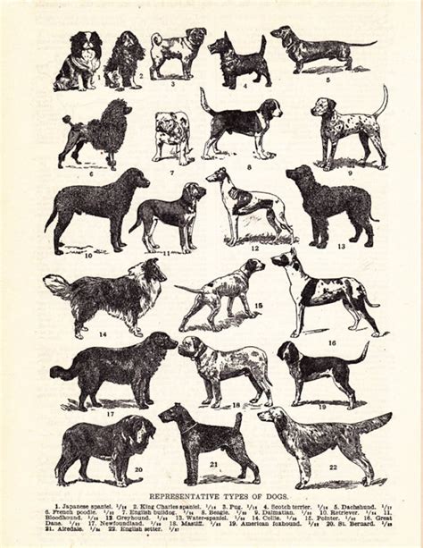 Vintage Dog Print Representative Types Of Dogs Etsy Canada